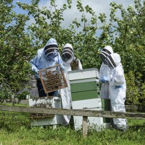 158_beehive